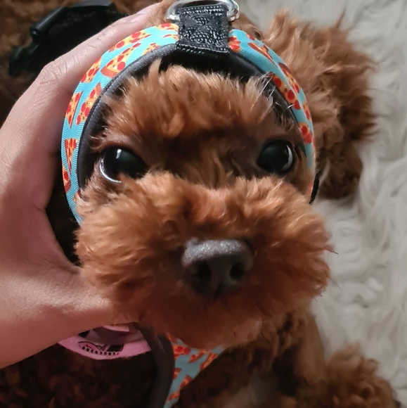 Dog harness FuzzYard in size Xsmall. - Picture 3 of 3